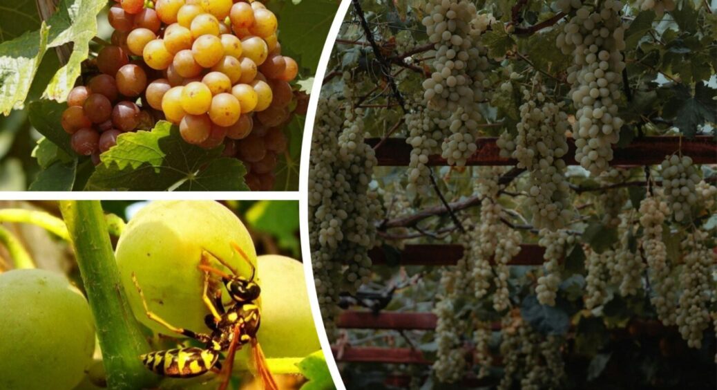 Виноград більше не тече: ось як у Білгород-Дністровському городники вирішують проблему у 2025 