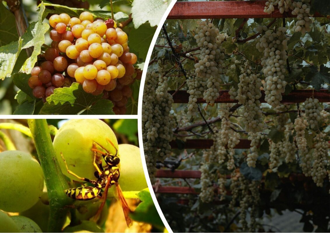 Як відвадити ос від винограду