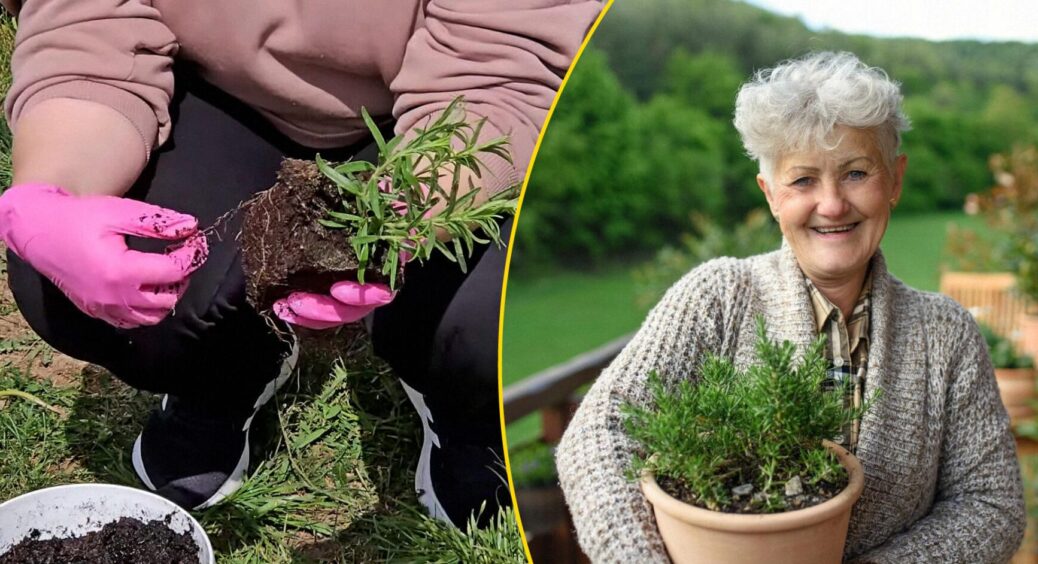 Розмарин у моєї бабусі-одеситки виріс на 2 м за 2 роки: підливала під корінь це, не скупилася 