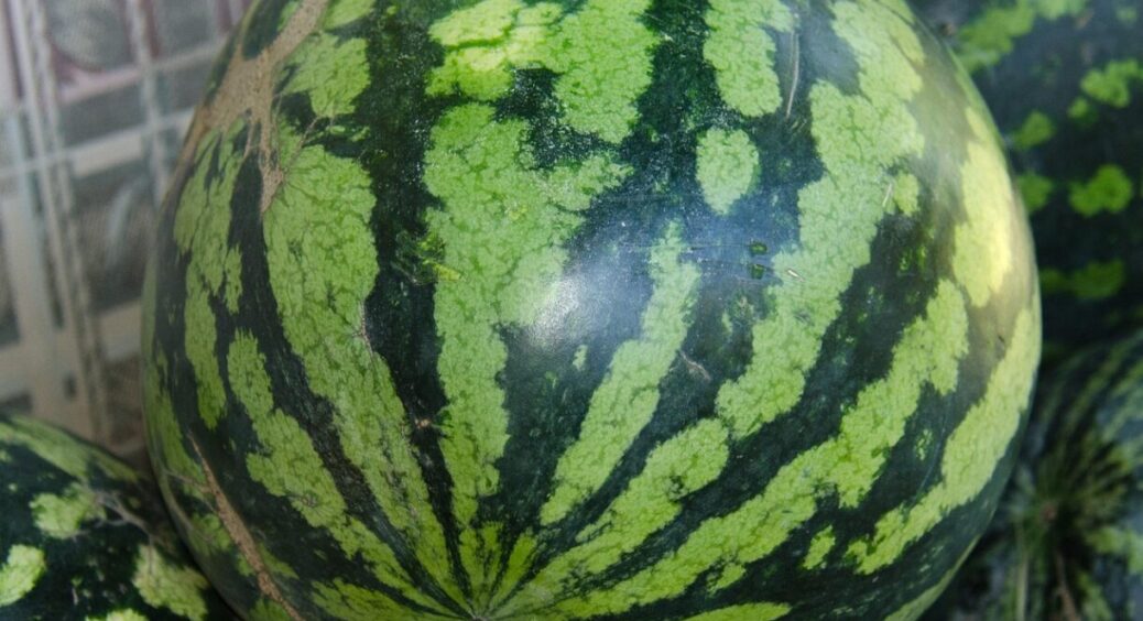 Як дізнатись, що кавун “дозрів”: 7 ознак стиглості баштану від городників з Херсонщини 