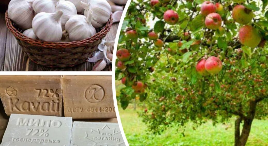 Яблуня віддячить за таку турботу шаленим урожаєм: у Гайвороні дерева обприскують не хімією 