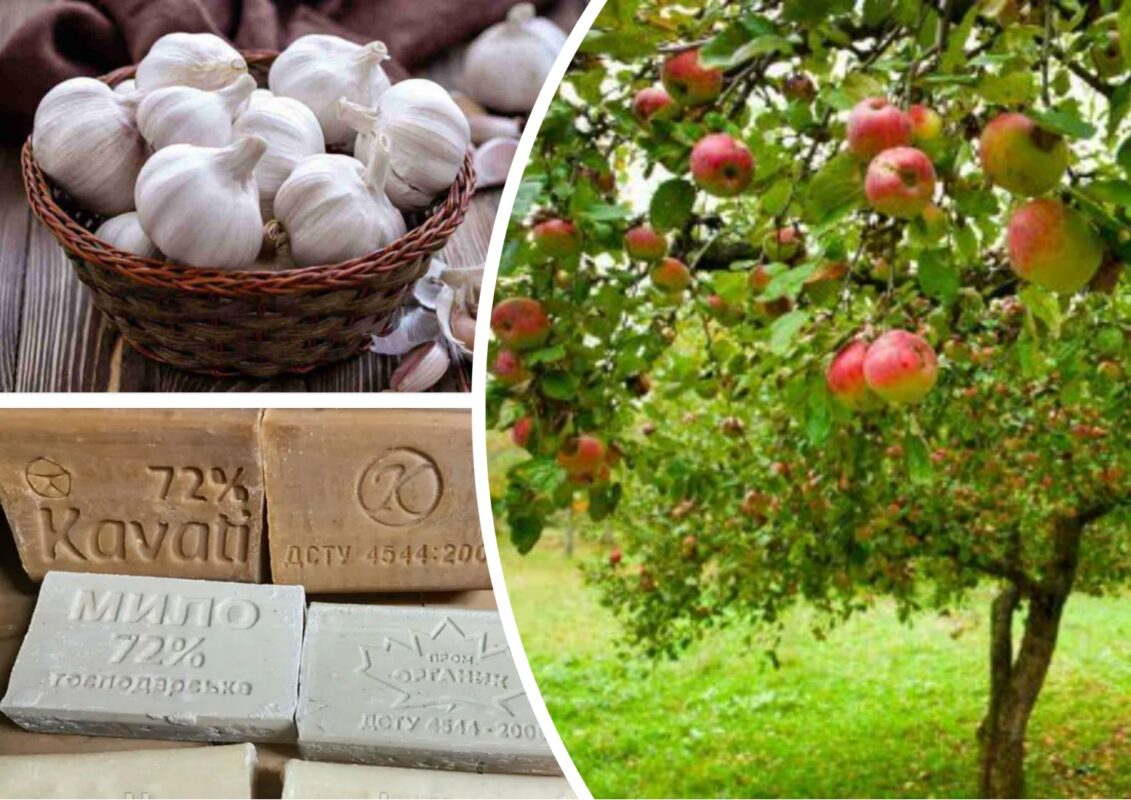 Чим підживити яблуню у липні