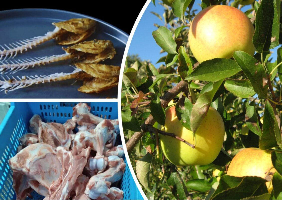 Як отримати великі та солодкі плоди на яблунях