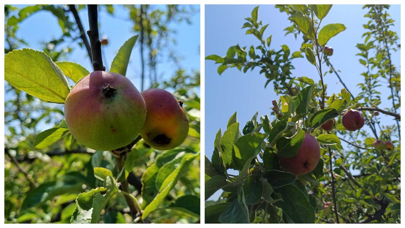 Агроном розповів, що зробити з яблунею, щоб не гнили плоди