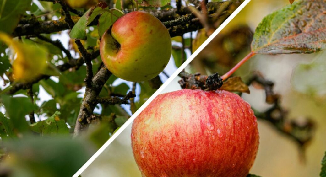 Яблучка гниють на гілці: біолог з Києва розповів, як у 2 кроки попрощатися з проблемою навіки 