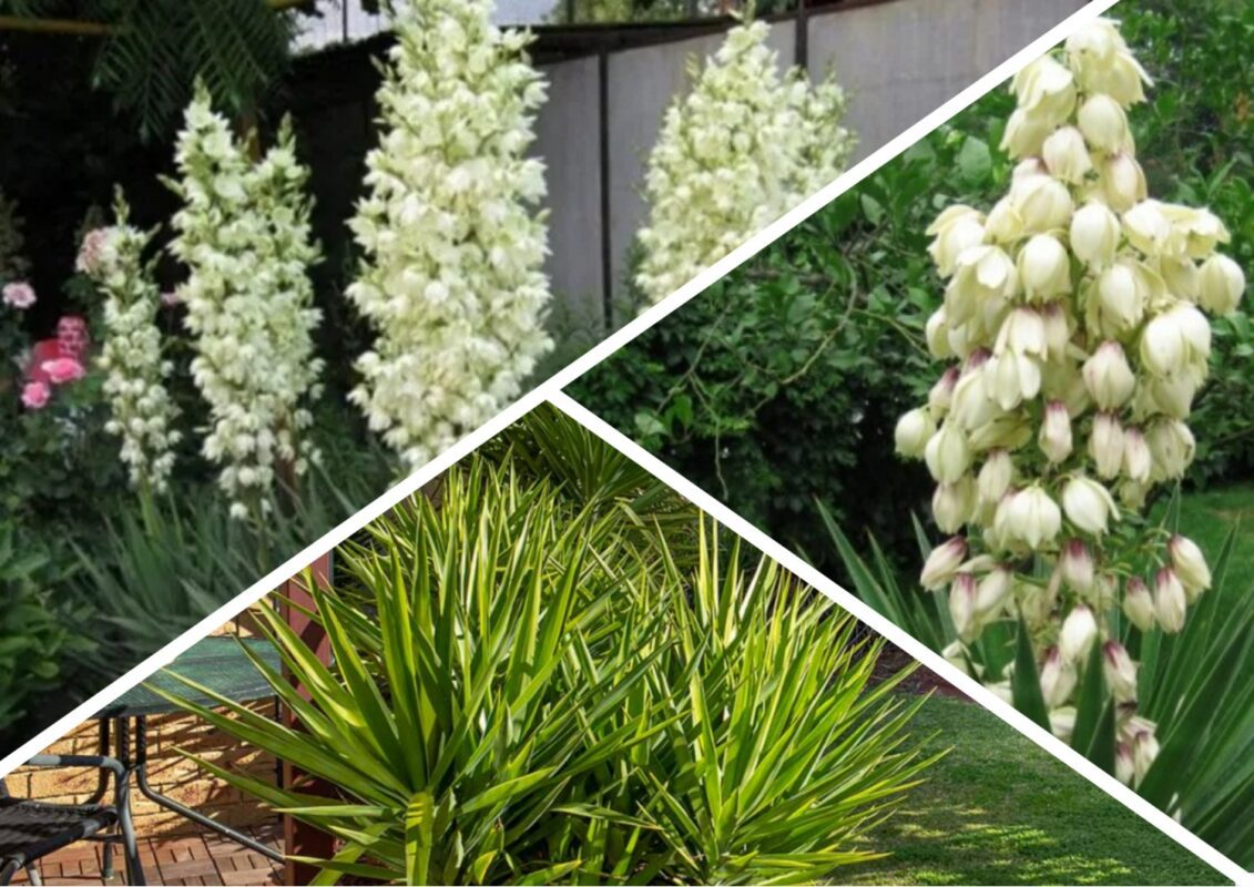 Що робити, якщо юка не цвіте