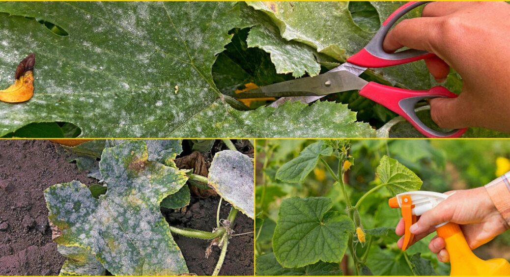 Борошниста роса просто не бере огірки після 1 обробки: 10 грамів на чайник теплої води 