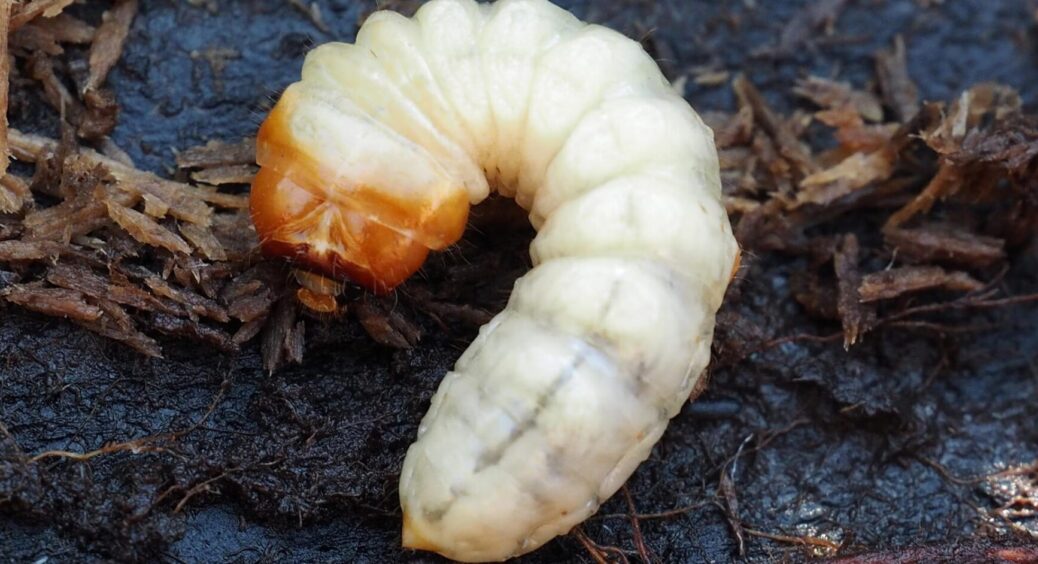 Справжнє лихо в саду і на городі: побачили личинок хруща – не баріться! За справу беріться 