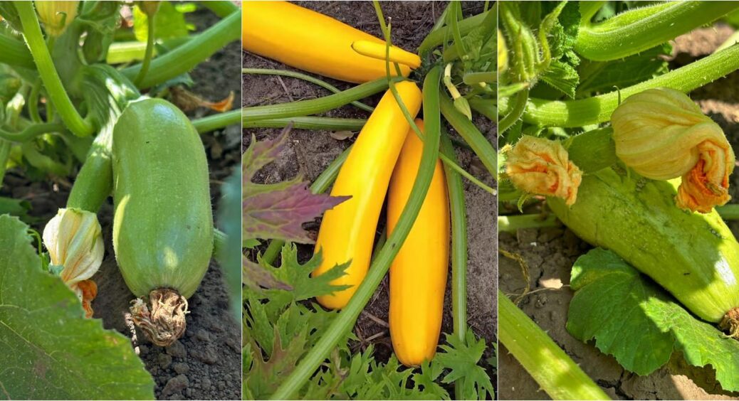 Ні плями, ні гнилі: кабачки лежать на землі тижнями, чекаючи врожаю – 1 прийом, і готово 