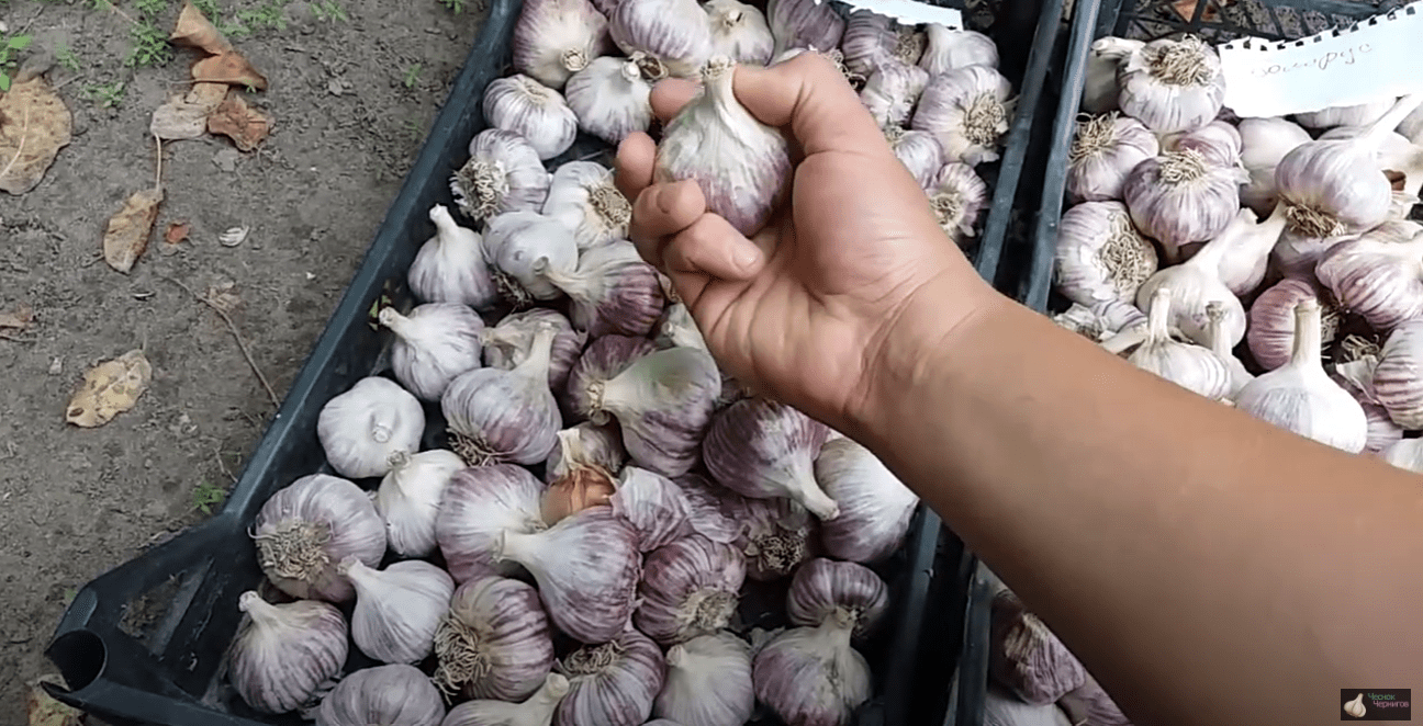 Городники назвали найкращий сорт озимого чесноку 2025 року