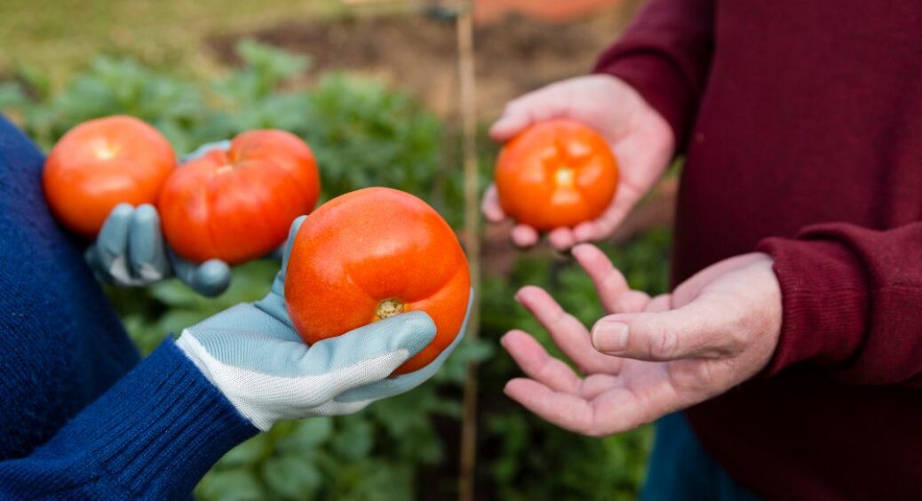 2 літри на 10 літрів води у серпні 2025. В усіх фітофтора, а в нас — помідорний рай 