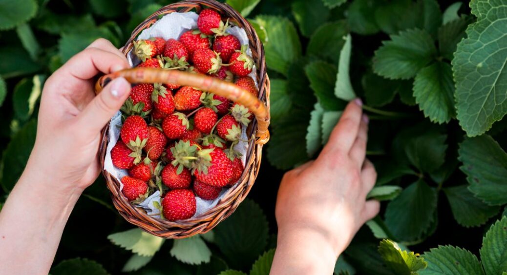 Все як у людей: погані та добрі “сусіди” полуниці на городі – список від зіркового агронома 