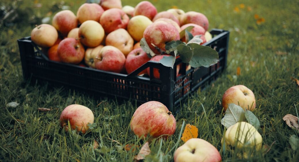 Як правильно скласти яблука, щоб вони пролежали до самої весни: 4 основних правила зберігання 