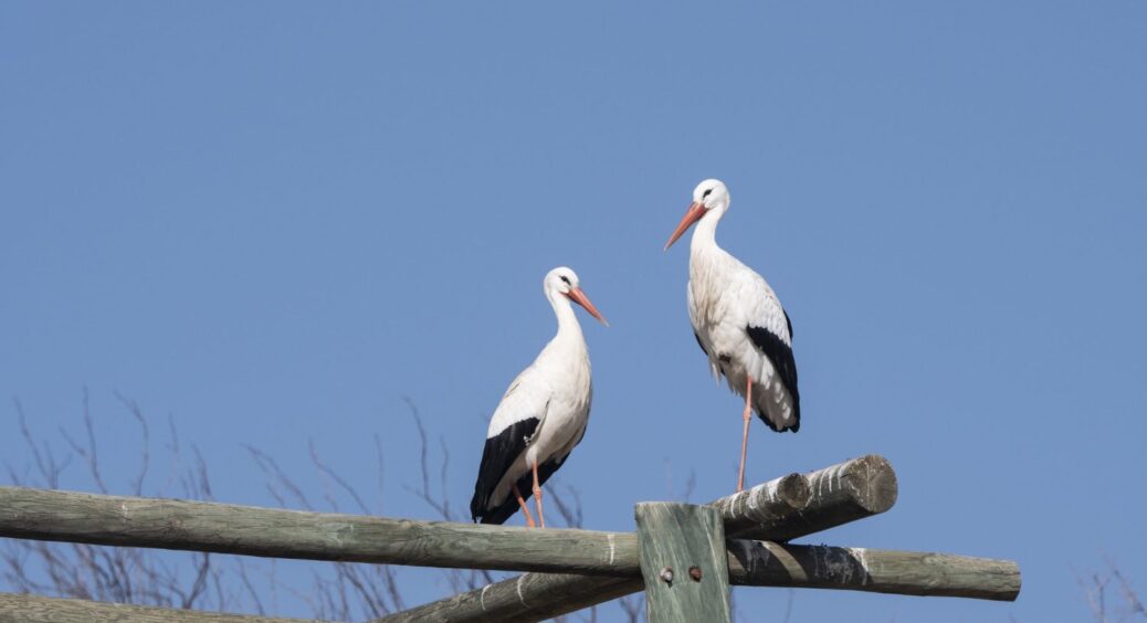 А ви знали? Куди насправді відлітають лелеки з України на зиму – Відповідь орнітолога 