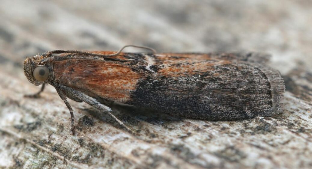 Якщо на кухні завелась харчова міль, “викурюю” її за 30 хвилин: на допомогу приходять 2 лайфхаки 