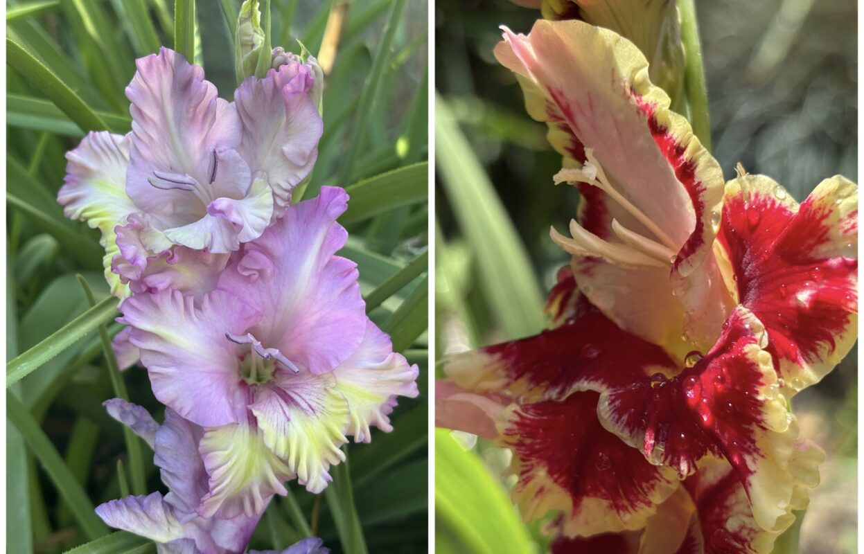 Квітникар розповів, чим поливати гладіолуси для пишного цвітіння