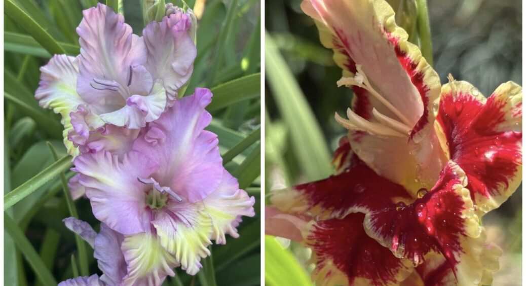 Чим розумні садівники поливають гладіолуси? Поки в інших чахлики, в них рекордсмени 