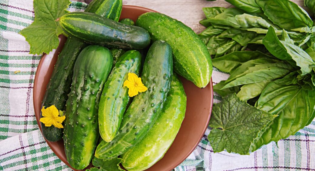 Якщо зав’язі огірків сохнуть і опадають: одесити роблять “секретний” розчин із 1 засобу 