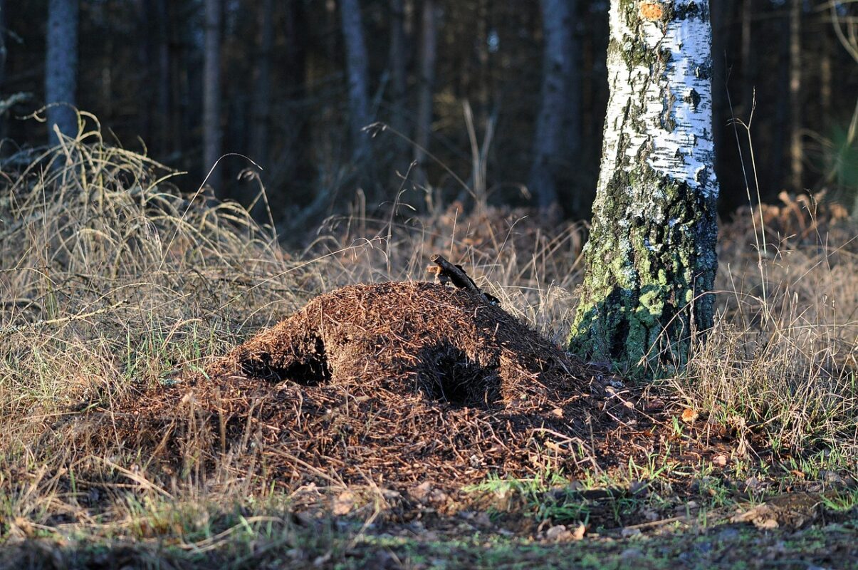 Експерти розповіли, навіщо накривати мурашник плівкою