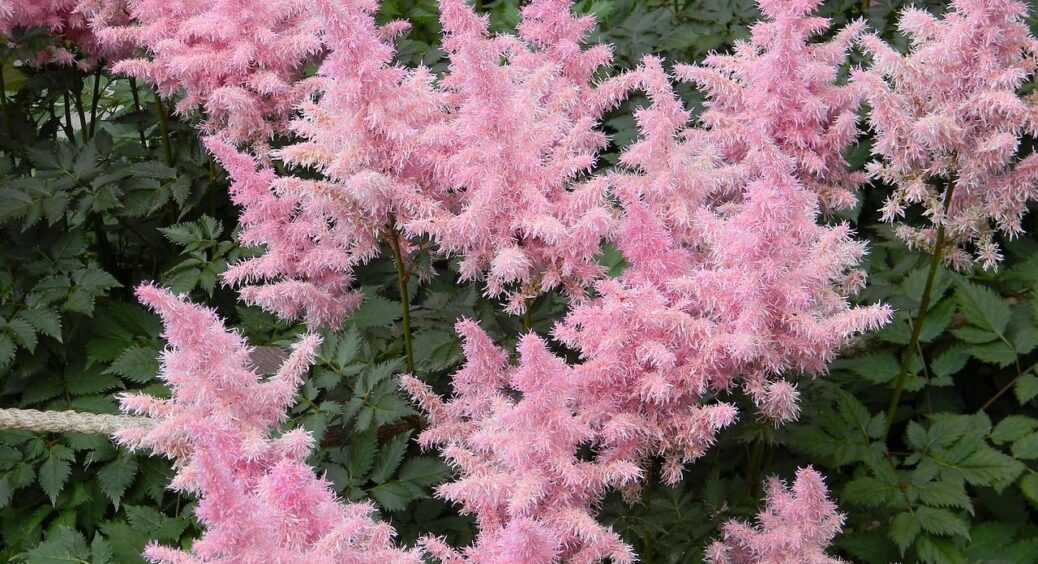 Не чорнобривці і не петунія: 1 духмяний багаторічник буде чудово квітнути без всякого сонця 