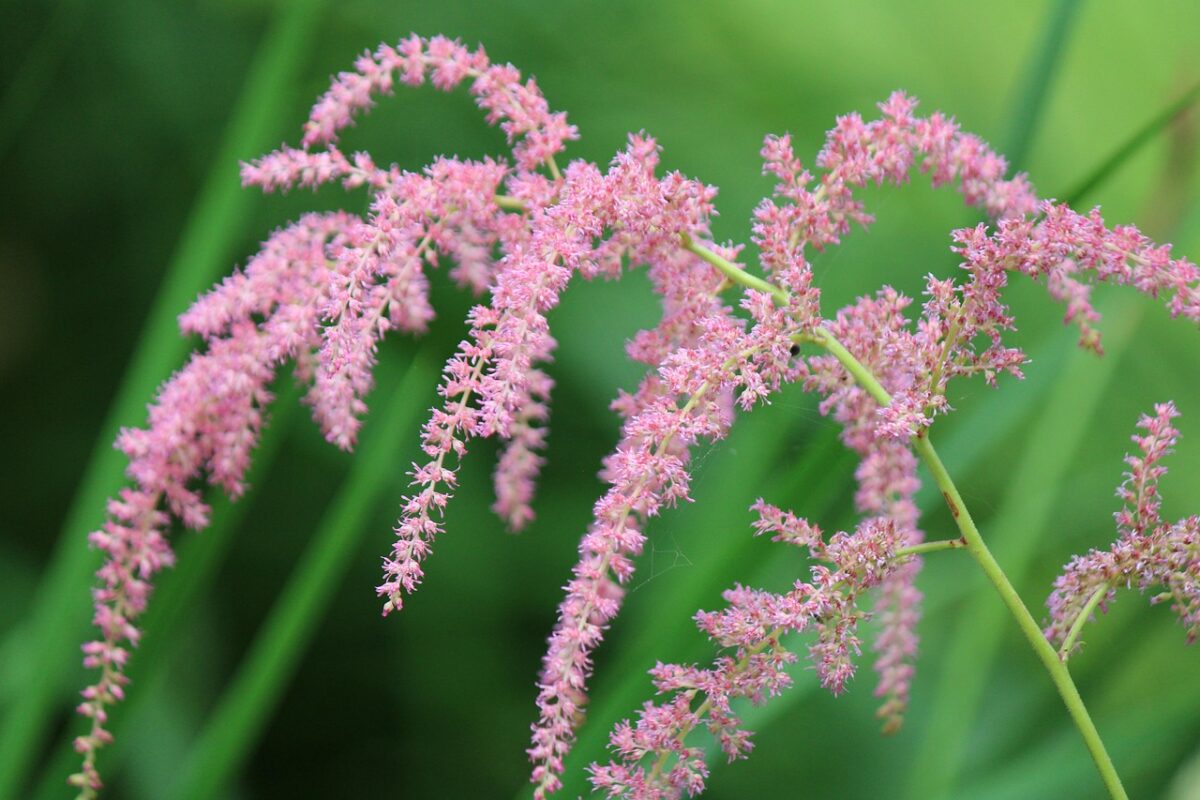 Рослина-багаторічник, яка росте без сонця