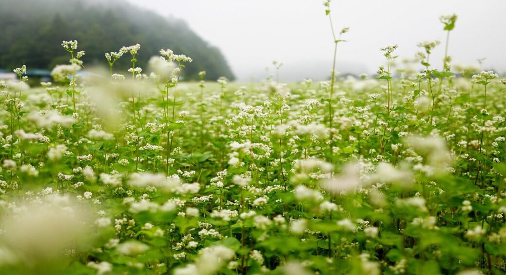 Не люцерна і не ріпак: на Вінничині 80% городів у серпні засіюють цим сидератом – користь 100% 