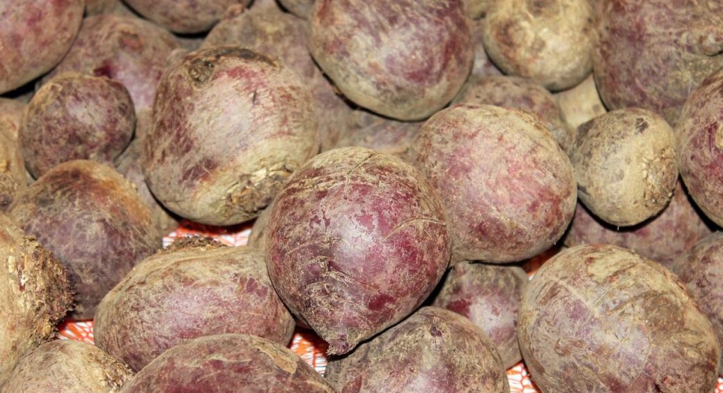 2 прийоми, щоб буряк не “здерев’янів” – агрономи знають, про що кажуть: бурякове “ноу-хау” 