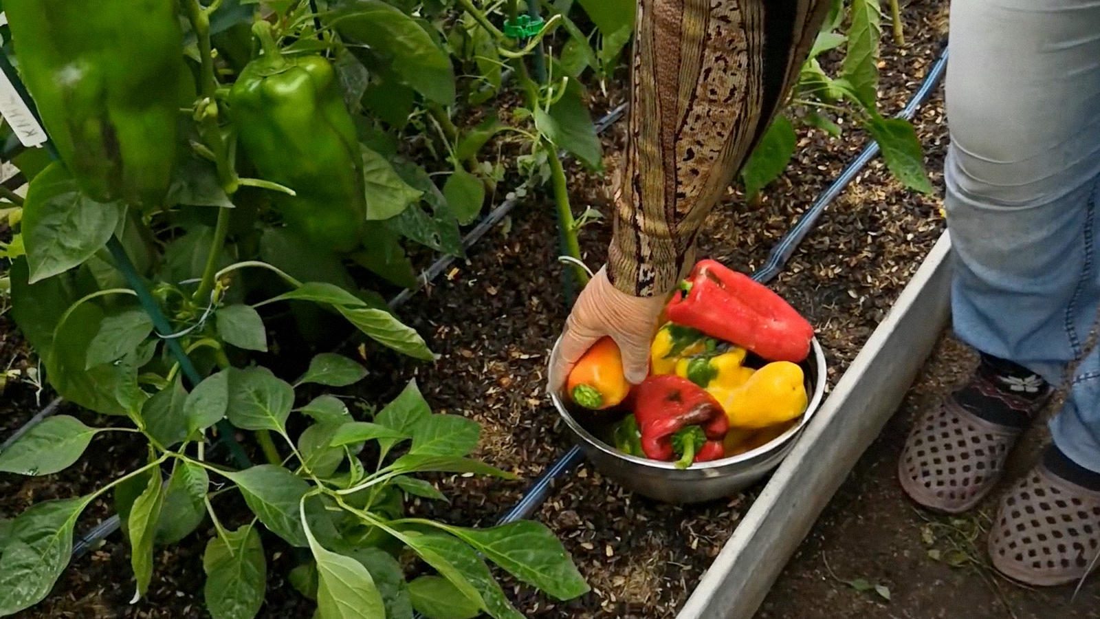 Агрономи назвали найкращі сорти перцю, які щороку дають високий врожай