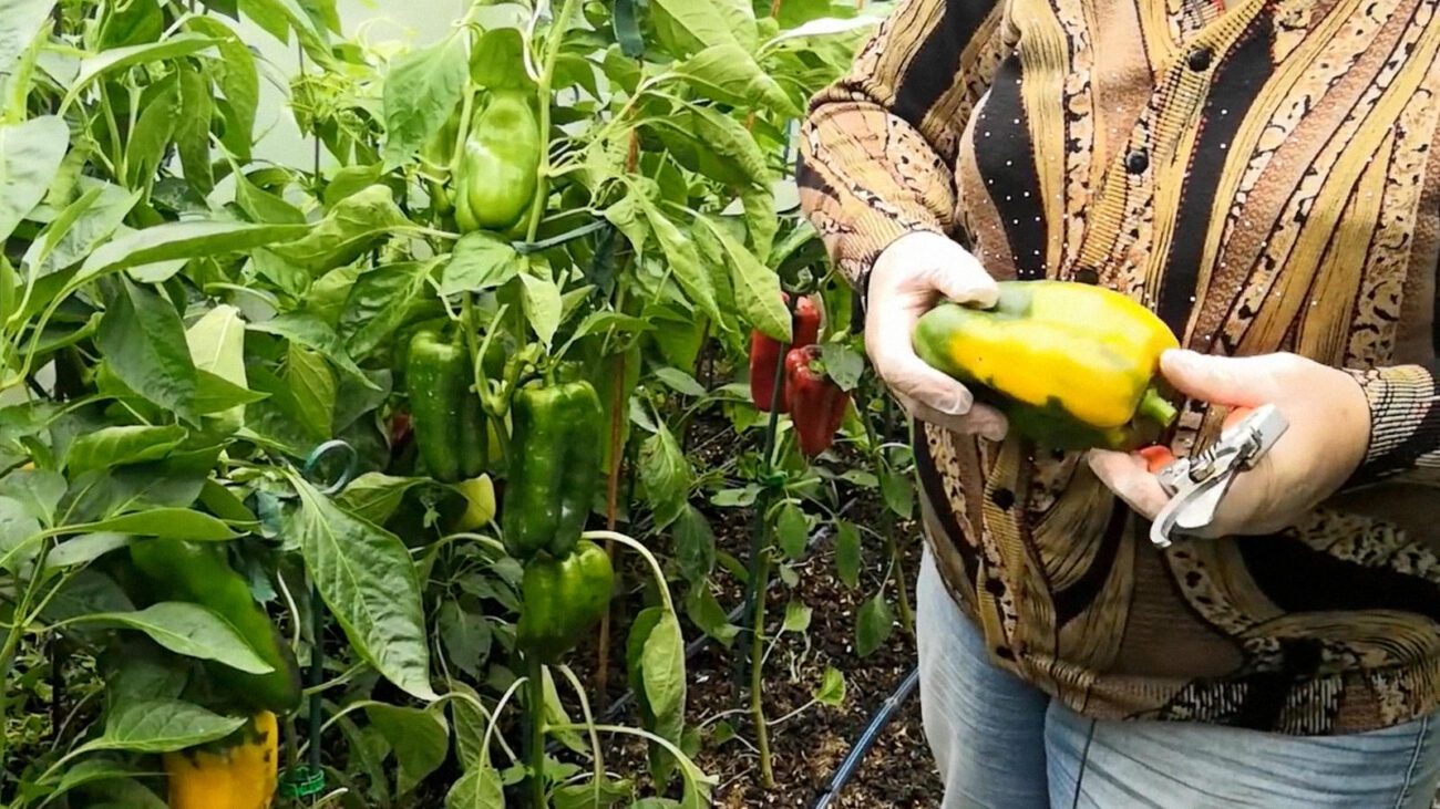 Фермери пояснили, як подовжити плодоношення перців аж до жовтня