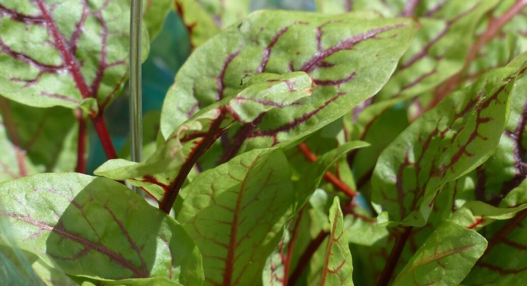 Не пастернак і не селера: що садять під зиму 9 із 10 городників у Чернівецькій області 