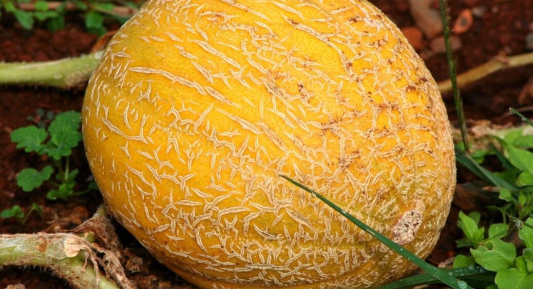 Знаючі люди визначають стиглість дині не за запахом і не за кольором: 9 з 10 помилок виключені 