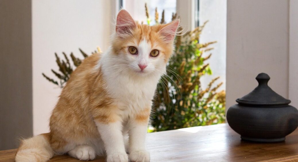 Мій кіт сидить на підвіконні годинами – гріється на сонці і їсть особливу траву: вирощую сама 