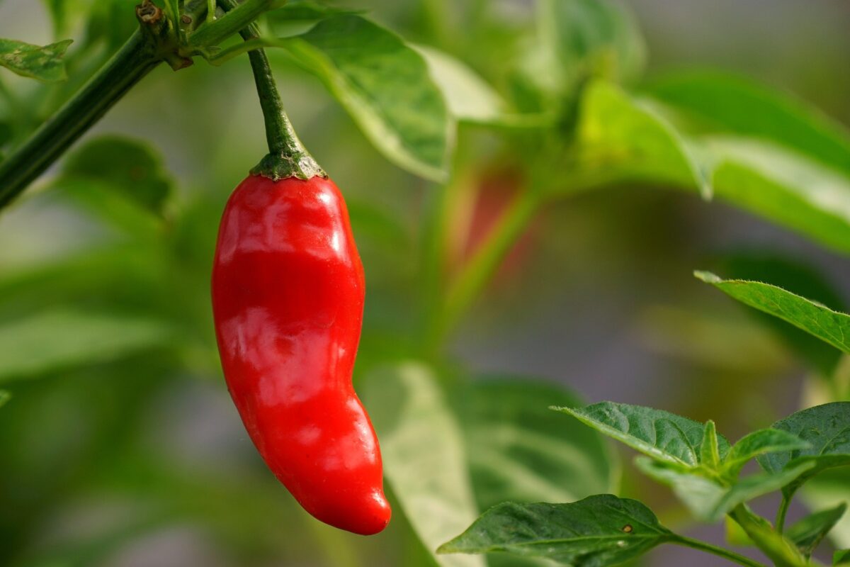 Агроном назвав найкращий сорт перців для багатого врожаю
