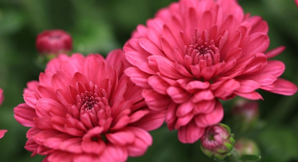 1 дія з хризантемами – і вони квітнуть вічність: зробіть на клумбі ось це, не зволікаючи 