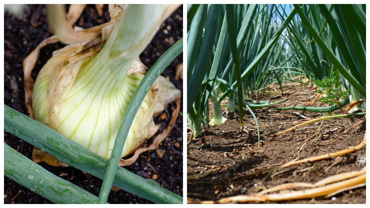 Садівники пояснили, яку цибулю на городі терміново слід повисмикувати з грядок
