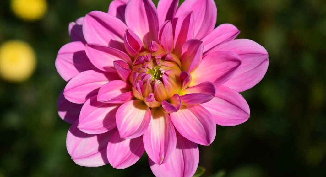 Як виростити гарні жоржини: 4 топ-поради від досвідчених квітникарів, які працюють на 100% 