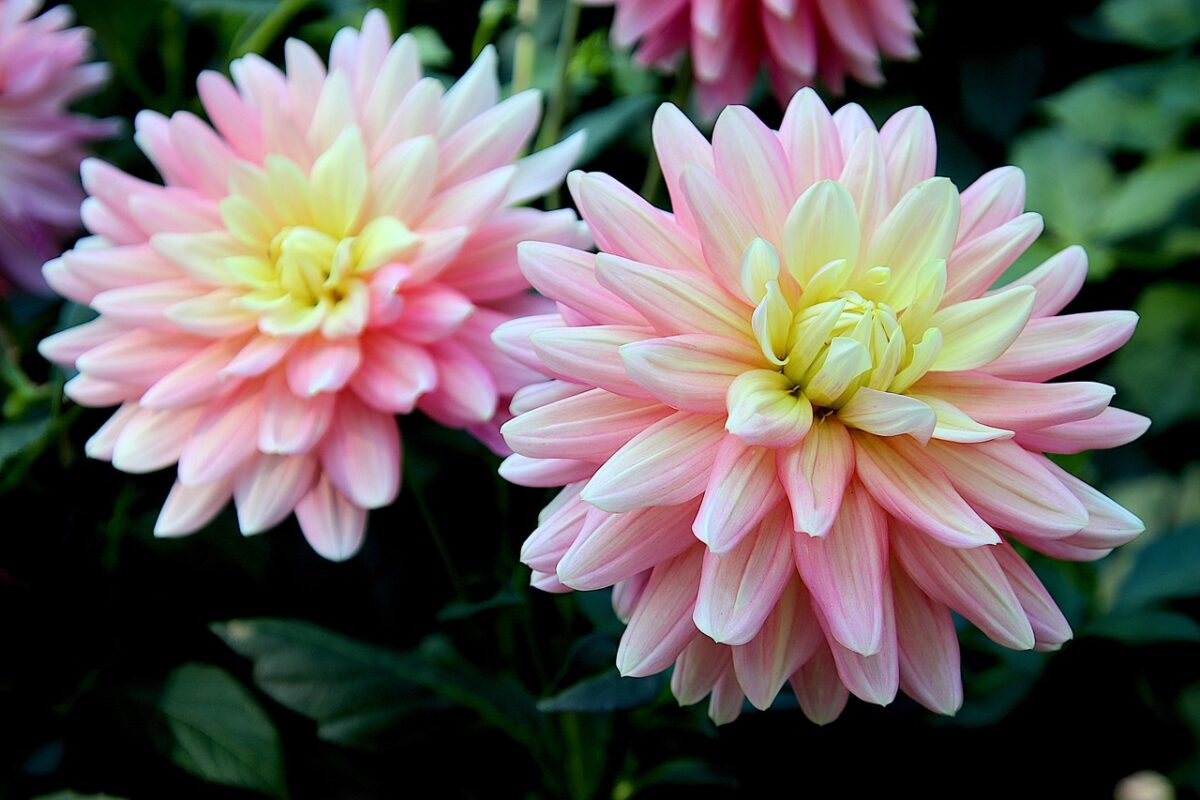 Ця квітка стане діамантом осіннього саду