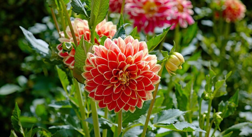 Не чорнобривці і не хризантеми: ця 1 квітка стане справжнім діамантом у вашому осінньому саду 