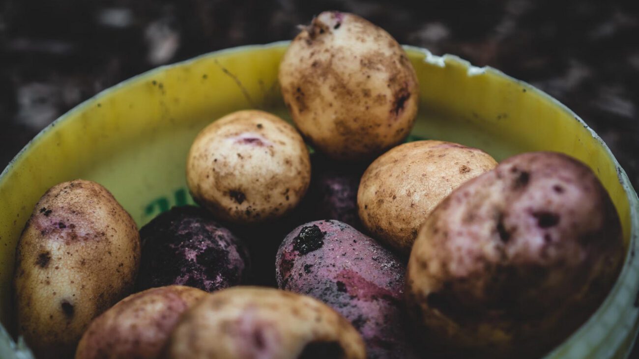 Городники пояснили, чим підживлювати картоплю для гарного врожаю