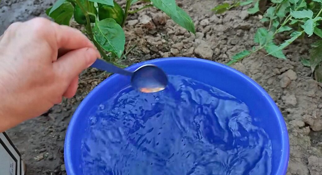 3 столові ложки в серпні – і перці набирають солодку “масу”: “лазівка” без добрив 