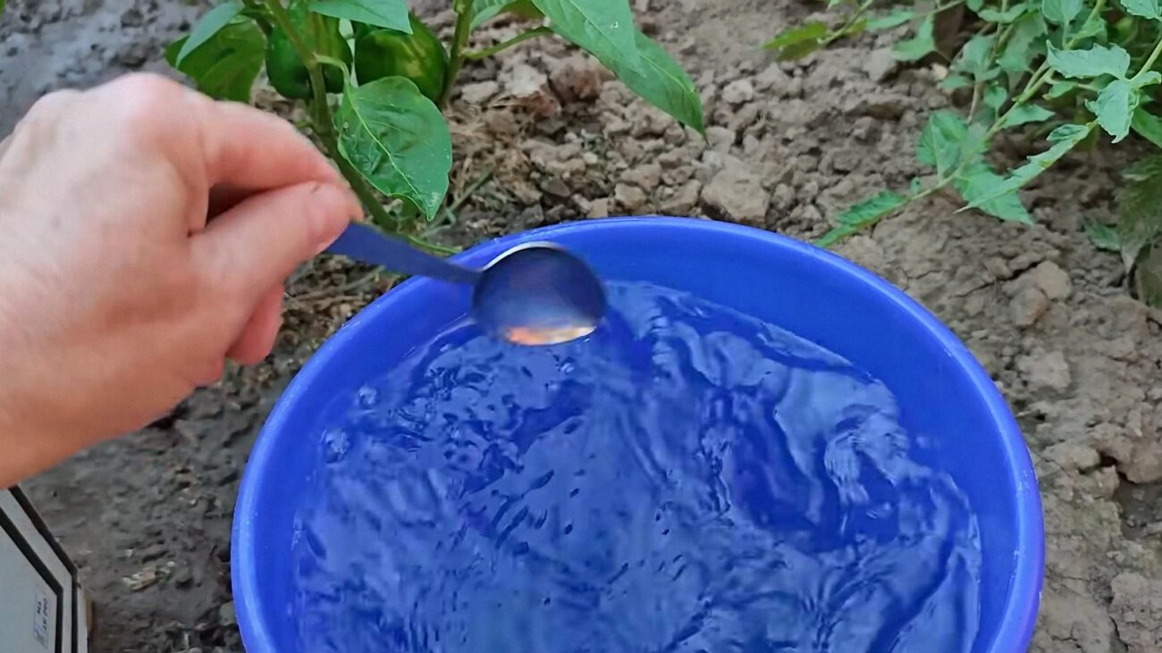 3 столові ложки в серпні – і перці набирають солодку “масу”: “лазівка” без добрив 