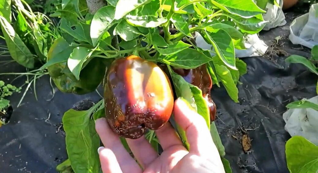 Поки не настали холоди 2025, встигаю зробити з перцями це – плодоносять як чемпіони 