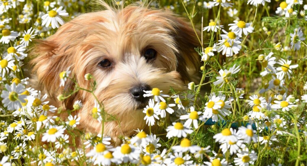 1 дія з ромашкою – і цвіт на весь сад: що зробити з рослиною в серпні 2025 – важливий момент 