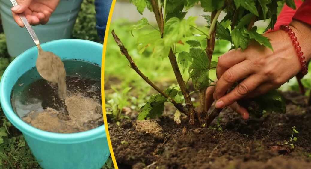 Смородині після збору ягід обов’язково: 3 роботи в серпні для великого врожаю наступного року 