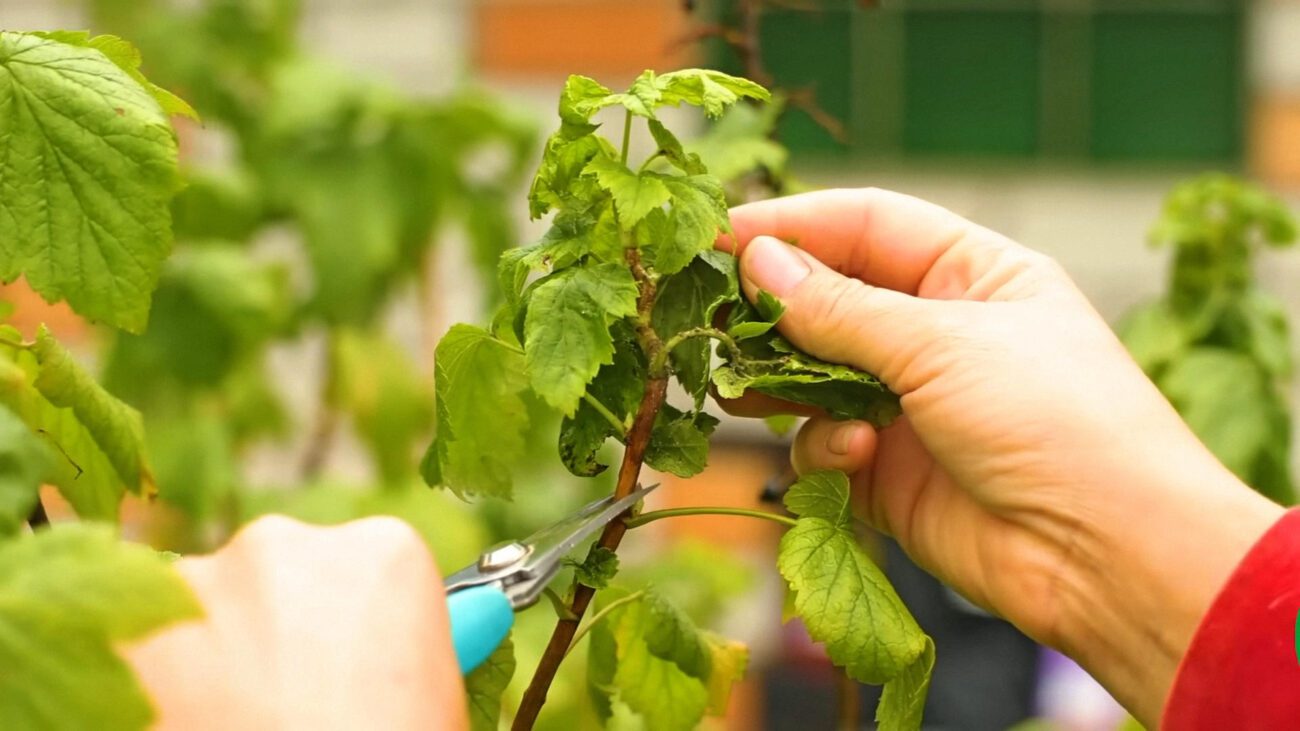Садівники назвали 3 важливих догляди для смородини після збору ягід у серпні