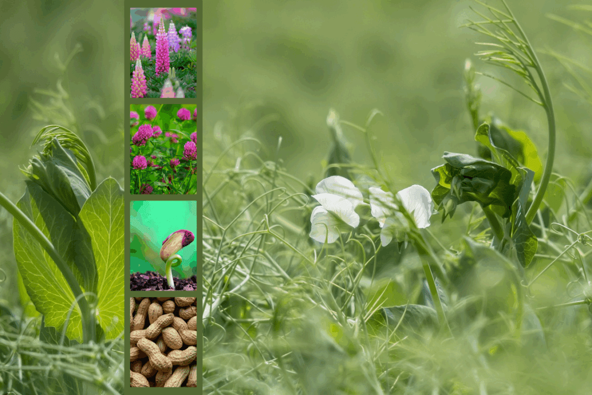 Експерти розповіли, які рослини допоможуть відновити ґрунт на городі