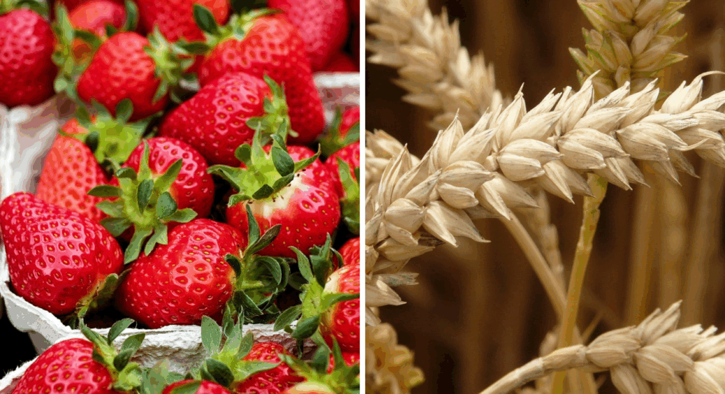 У вересні розкидайте це на городі: в 2026-му відрами збиратимете солодку та велику полуницю 