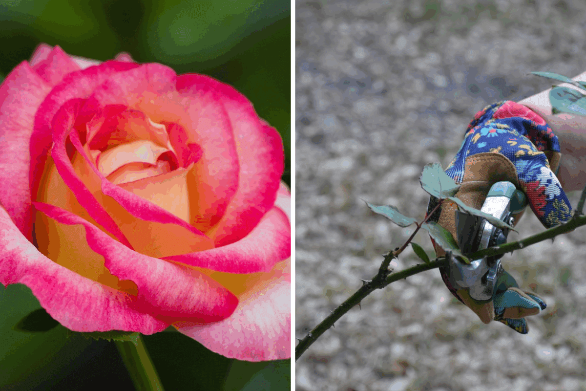 Схема обрізки троянд, яка забезпечить пишне цвітіння