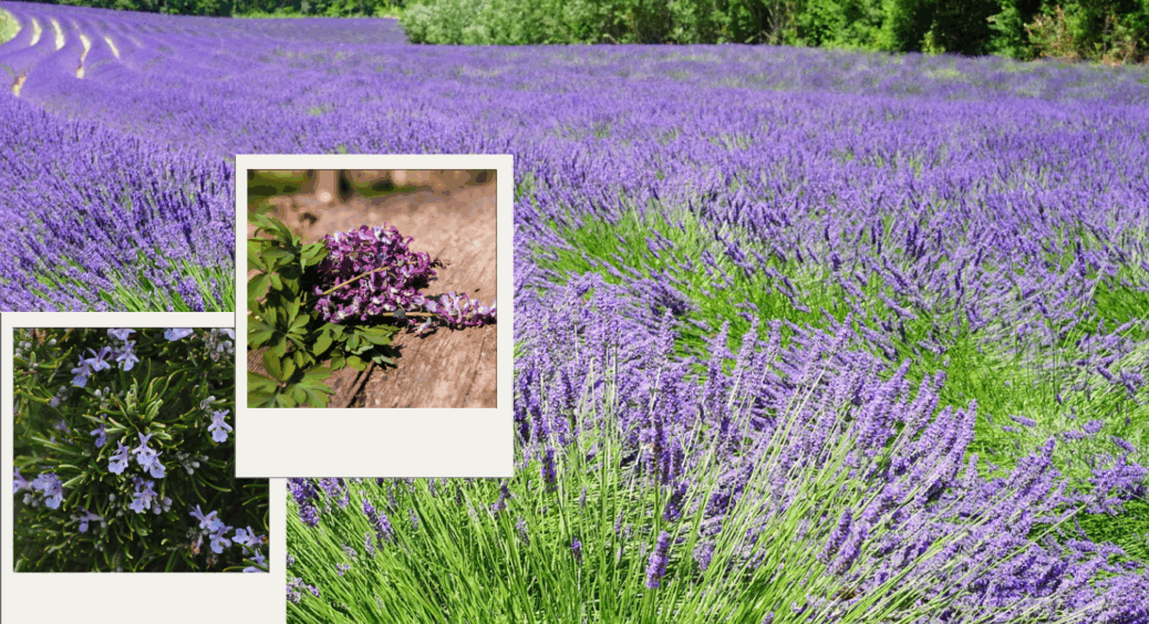 Щороку розмножую ці 7 рослин живцями до початку осені: зробіть це і ви – до 1 вересня ще є час 