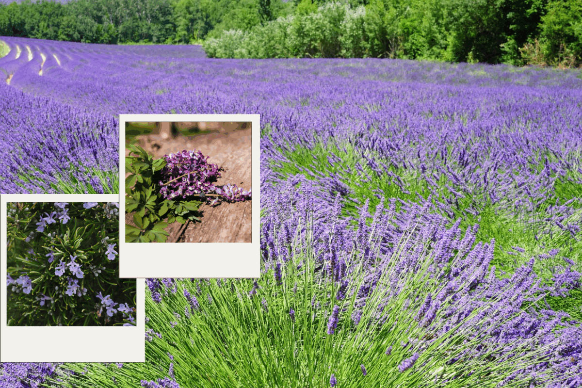 Які рослини можна розмножувати живцем до початку осені